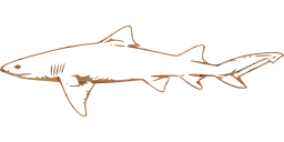 aggressive undersea collection wildlife tropical animal aquatic endangered fear jaws group diving danger fish ocean teeth reef fin saltwater fins dangerous scuba swim aquarium underwater attack shark predator marine sea 