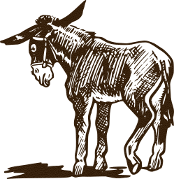 farm donkey animal 