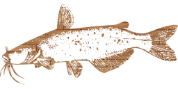 tail wild ingredient river trout nature wildlife freshwater seafood hobby catch raw fish angling sport fisherman fin fresh food aquarium underwater marine ecology sea 