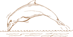 jumping leaping ocean aquatic flipper water life marine dolphin sea 
