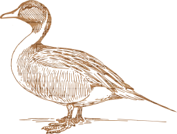 bird tail feathers wings duck 